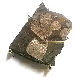 テガタカセキイチョウの葉の化石