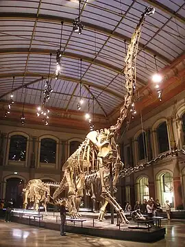 ギラッファティタン・ブランカイ (Giraffatitan brancai) の骨格化石標本(ドイツ、ベルリンのフンボルト博物館)