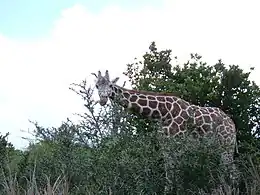 キリン