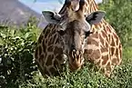 キリン
