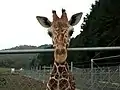 キリン