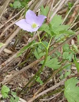 シラネアオイ、飛騨山脈の爺ヶ岳（長野県大町市）、2015年7月7日撮影