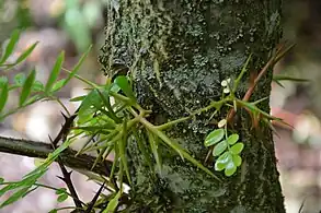 幹から枝が変化した鋭い棘が生える。