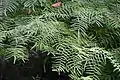 Gleichenia polypodioidesウラジロ属