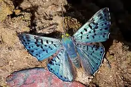 Lasaia agesilas, ブラジル