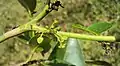 Phyllanthus assamicus（syn. Glochidion ellipticum）の花