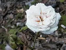 グロワール・ド・ディジョン
