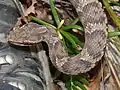 真上から頭部付近を見る