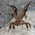 Gluvia dorsalis