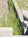 田起こしの後の水田の縁に残った群落