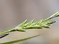 開花中の小穂