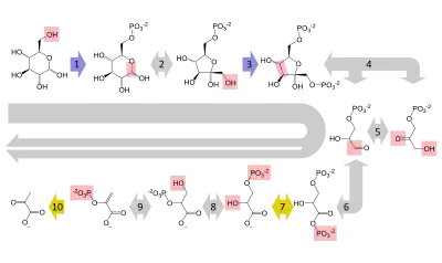 グルコースからピルビン酸への多段階の変換を示す、解糖の概略の経路図。経路の各段階は、それぞれ固有の酵素によって触媒される。