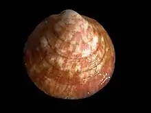 ホンタマキガイ（タマキガイ科）