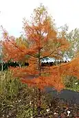 晩秋に紅葉したスイショウ属