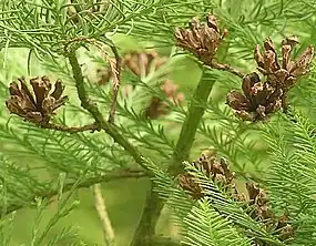 スイショウ属の球果