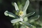 蕾