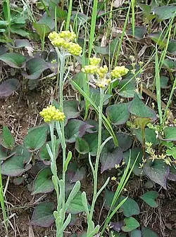 Gnaphalium affine