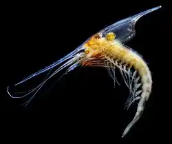 ロフォガスター目の1種 Gnathophausia zoea