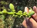 G. lafifoliumの雌花