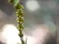 Gnetum eduleの雌花