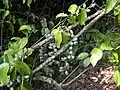 Gnetum ulaの果実