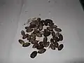 Gnatum ulaの種子
