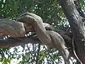 Gnaetum ulaの幹（絡みついているほうが本種）