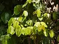 Gnatum ulaの葉