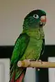 トガリオインコBlue-crowned Parakeet、Blue-crowned Conure とも