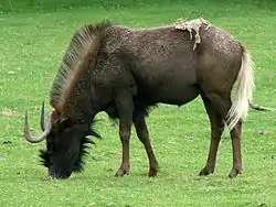 オジロヌー