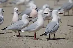 ハシボソカモメ