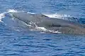 ライスクジラ（メキシコ湾）
