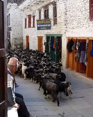 マルファの道を進むヤギ