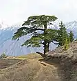 ヒマラヤスギ属の樹形