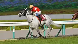 第63回優勝馬ゴールドシップ（鞍上：岩田康誠）