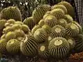 成熟した株の群生 - ハンティントン砂漠植物園、カリフォルニア州