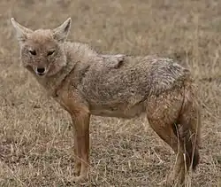 アフリカンゴールデンウルフ