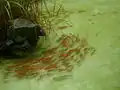 中華人民共和国の池で養殖されるキンギョ
