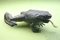 ゴライアスガエル