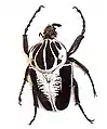 レギウスゴライアス Goliathus regius