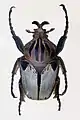 カタモンゴライアス Goliathus cacicus