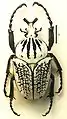 シラフゴライアス Goliathus orientalis