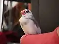 サクラブンチョウの一種であるゴマシオブンチョウ