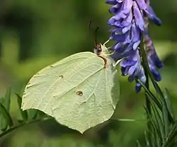 スジボソヤマキチョウGonepteryx aspasia(ヤマキチョウ属)