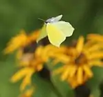 飛行中のスジボソヤマキチョウ♂