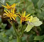 マルバダケブキを吸密中のスジボソヤマキチョウ