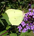 ヤマキチョウ(Gonepteryx rhamni)。ヨーロッパからアジアにかけて広く分布するが、日本では中部地方の山地と東北北部だけに分布する