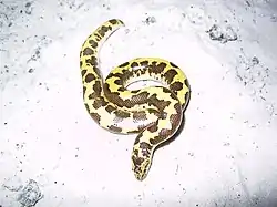 ナイルスナボア
