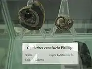 ポーランドで発掘されたGoniatites crenistriaの化石