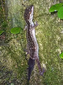 クロイワトカゲモドキ